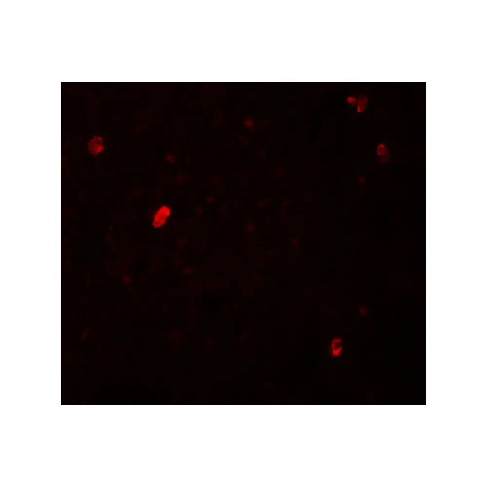 ProSci 6165 FBXL16 Antibody, ProSci, 0.1 mg/Unit Tertiary Image