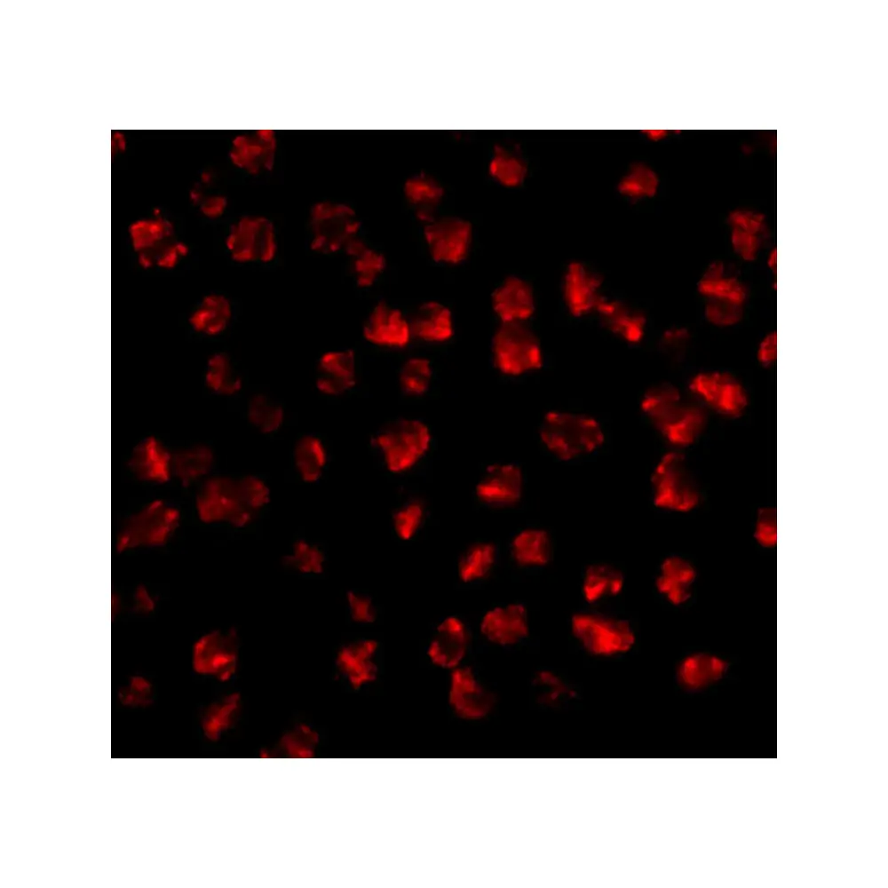 ProSci 4433 FGF4 Antibody, ProSci, 0.1 mg/Unit Tertiary Image