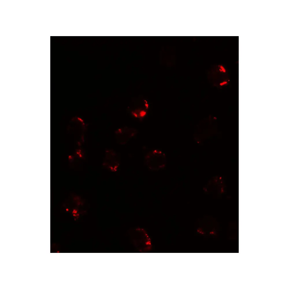 ProSci 7789_S FKBP12 Antibody, ProSci, 0.02 mg/Unit Tertiary Image