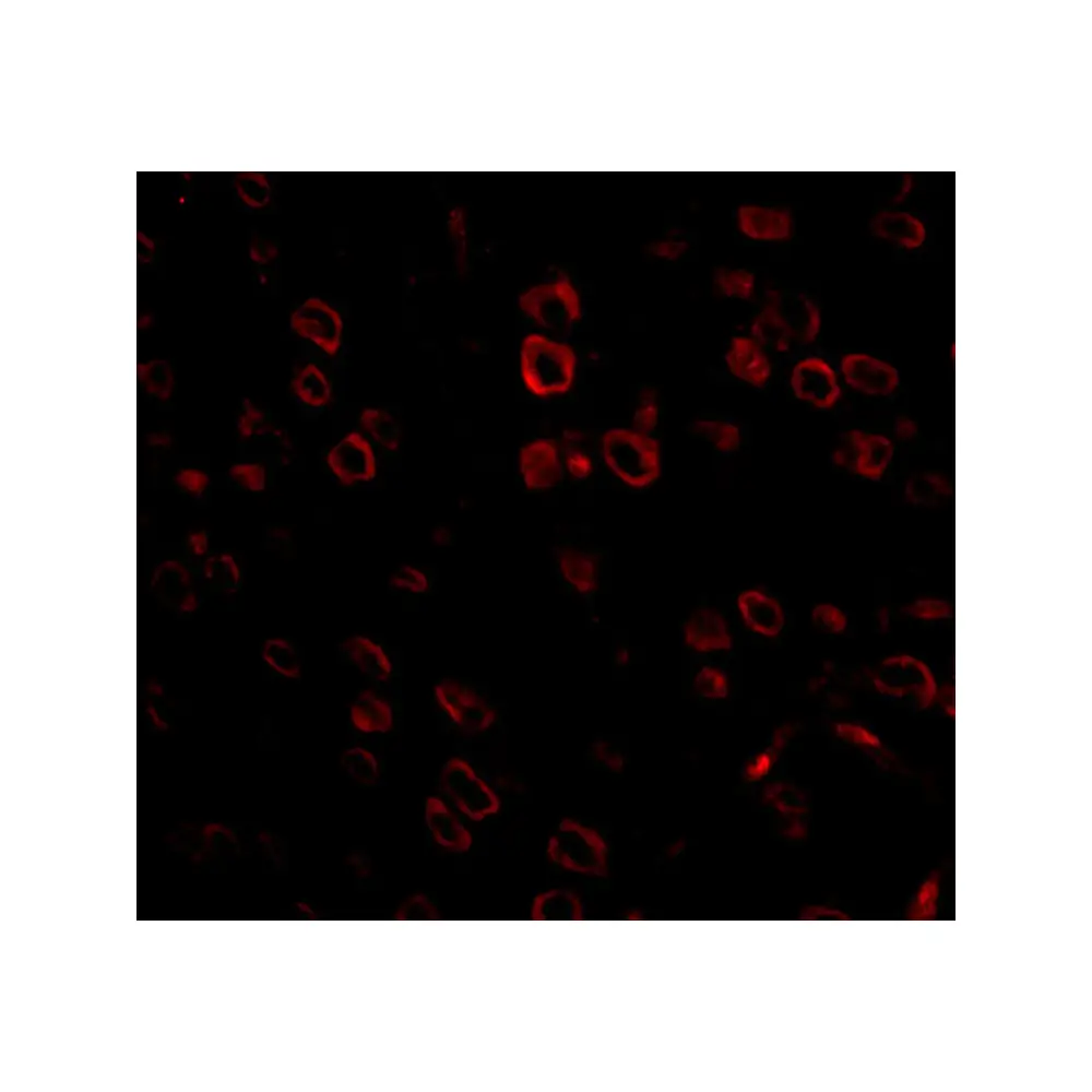 ProSci 5135_S FKBP15 Antibody, ProSci, 0.02 mg/Unit Tertiary Image