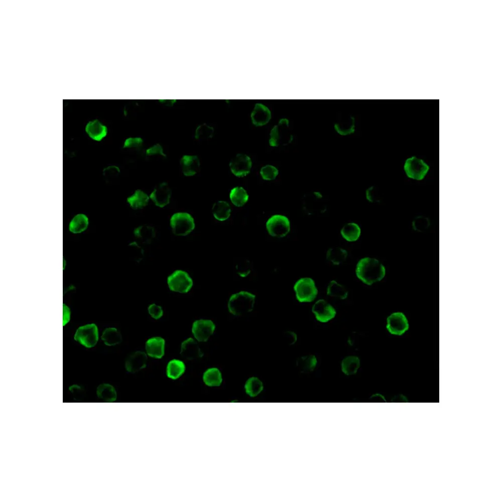 ProSci 2271 FLASH Antibody, ProSci, 0.1 mg/Unit Tertiary Image