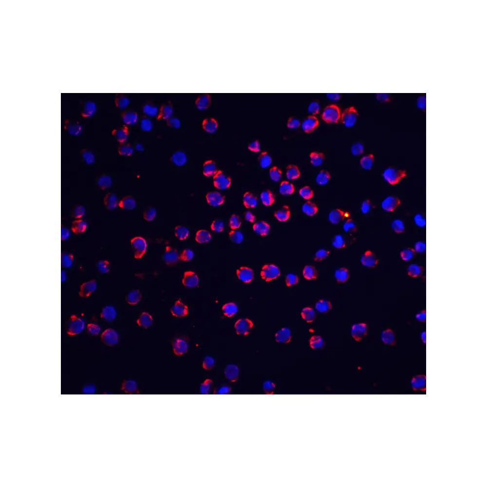 ProSci 1161 FLIP Antibody, ProSci, 0.1 mg/Unit Quaternary Image