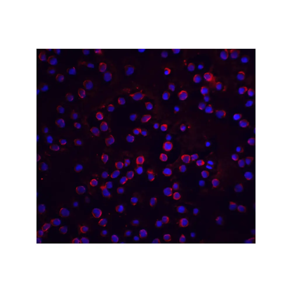 ProSci 2055_S FLIP Antibody, ProSci, 0.02 mg/Unit Quaternary Image