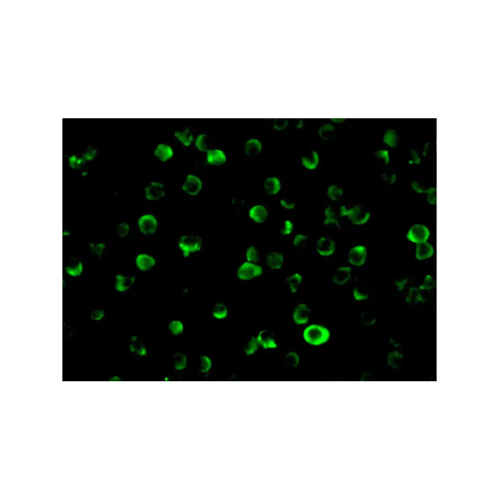 ProSci 1161 FLIP Antibody, ProSci, 0.1 mg/Unit Tertiary Image