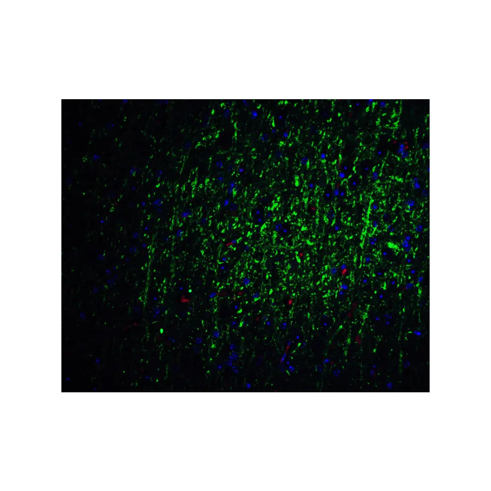 ProSci 7257_S FOXA2 Antibody, ProSci, 0.02 mg/Unit Quaternary Image