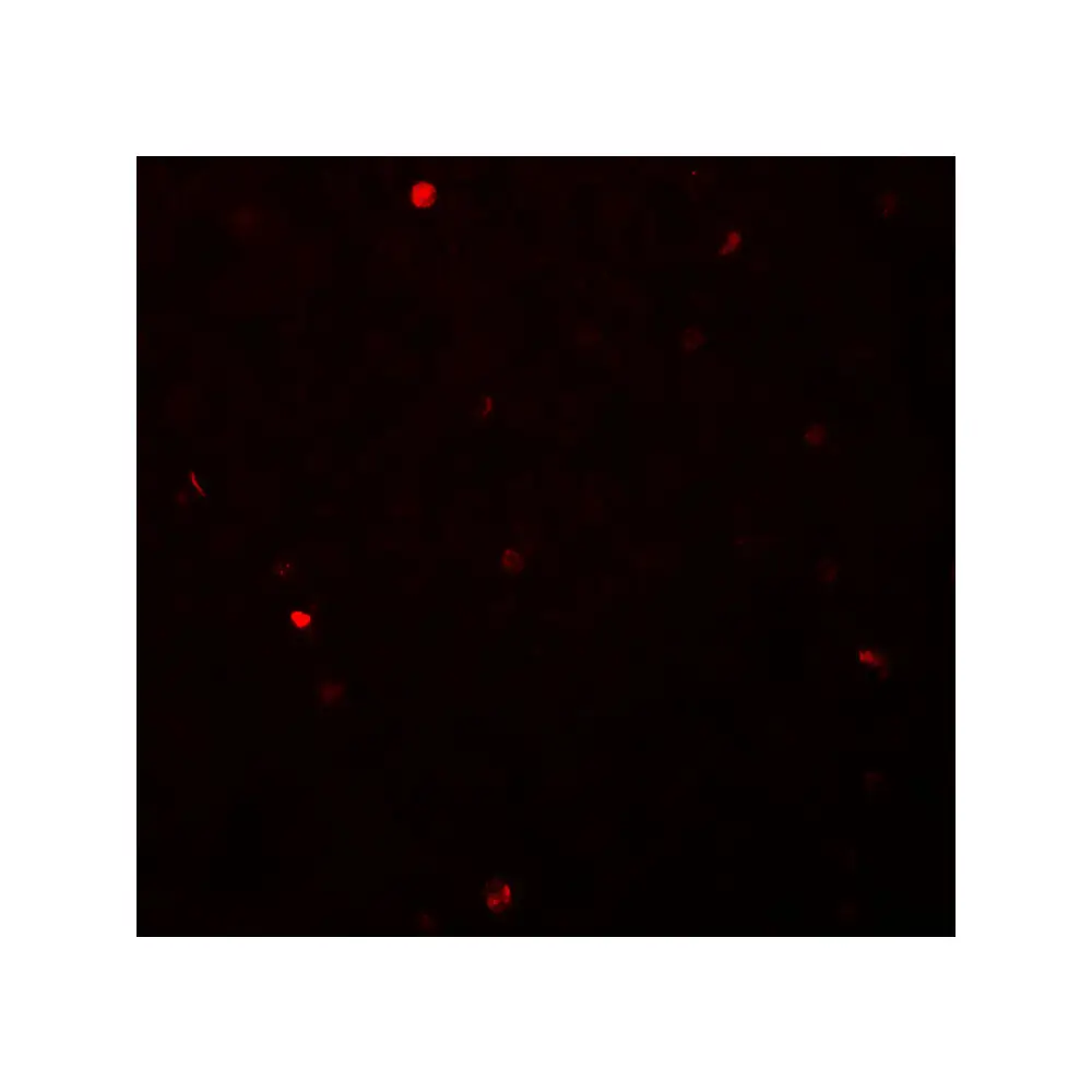 ProSci 7095 FOXH1 Antibody, ProSci, 0.1 mg/Unit Secondary Image