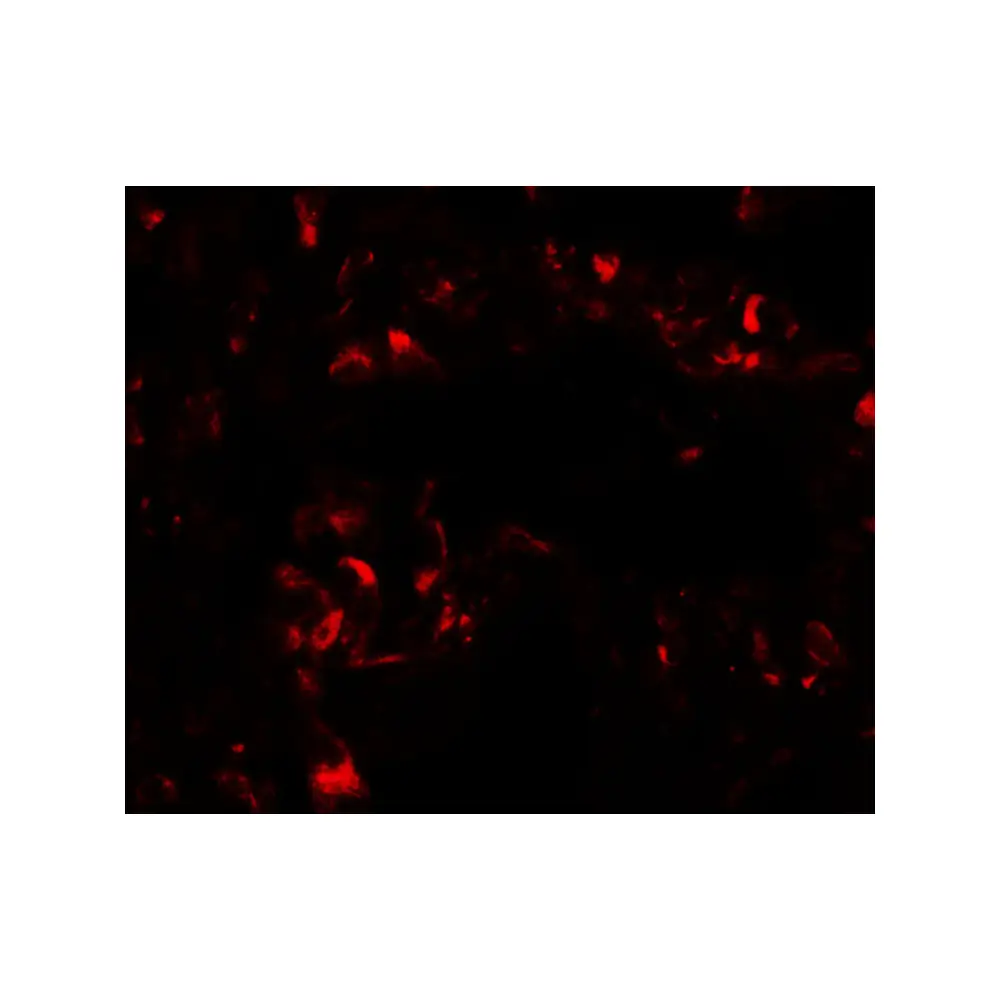 ProSci 6761 FOXRED2 Antibody, ProSci, 0.1 mg/Unit Secondary Image
