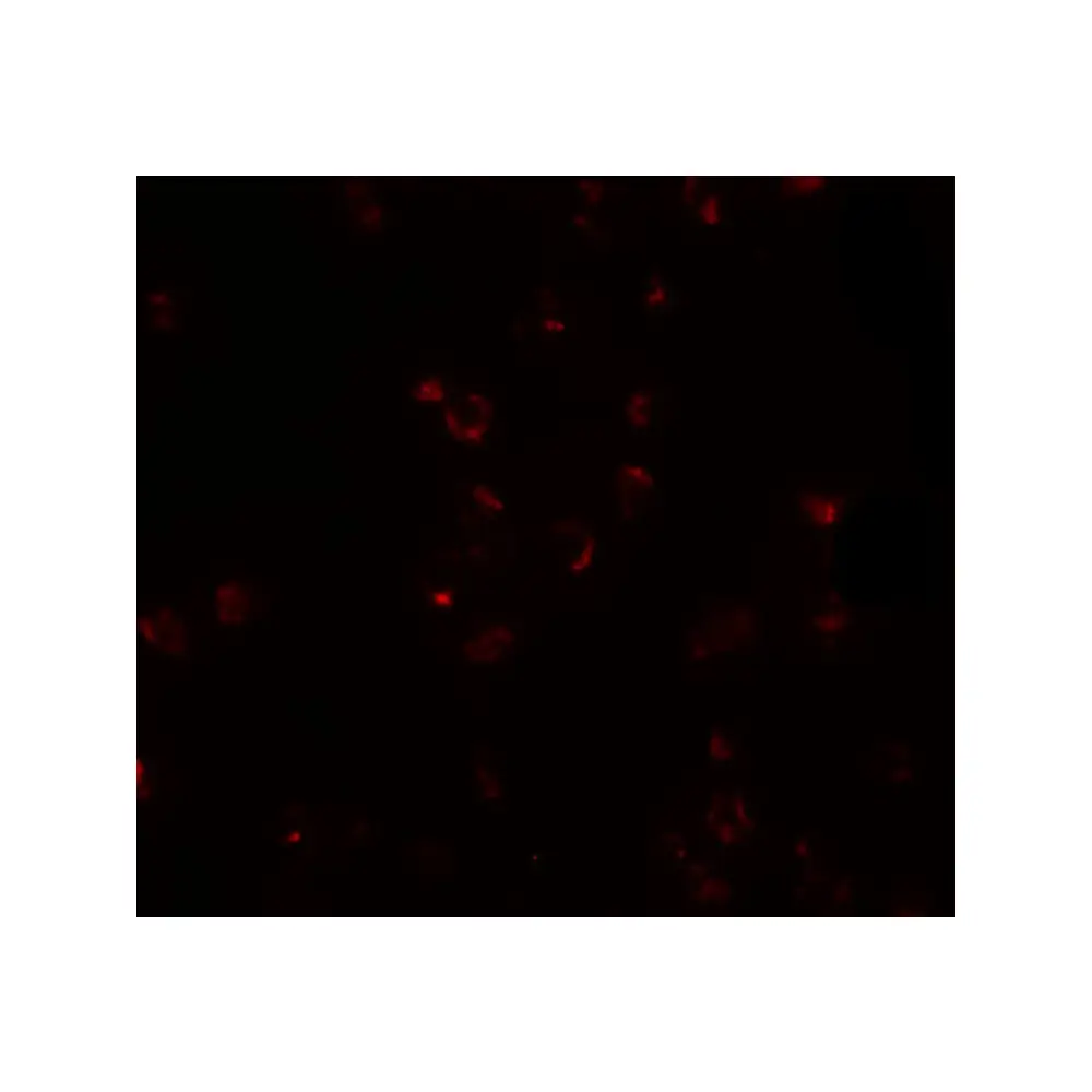 ProSci 5831 FREM2 Antibody, ProSci, 0.1 mg/Unit Tertiary Image