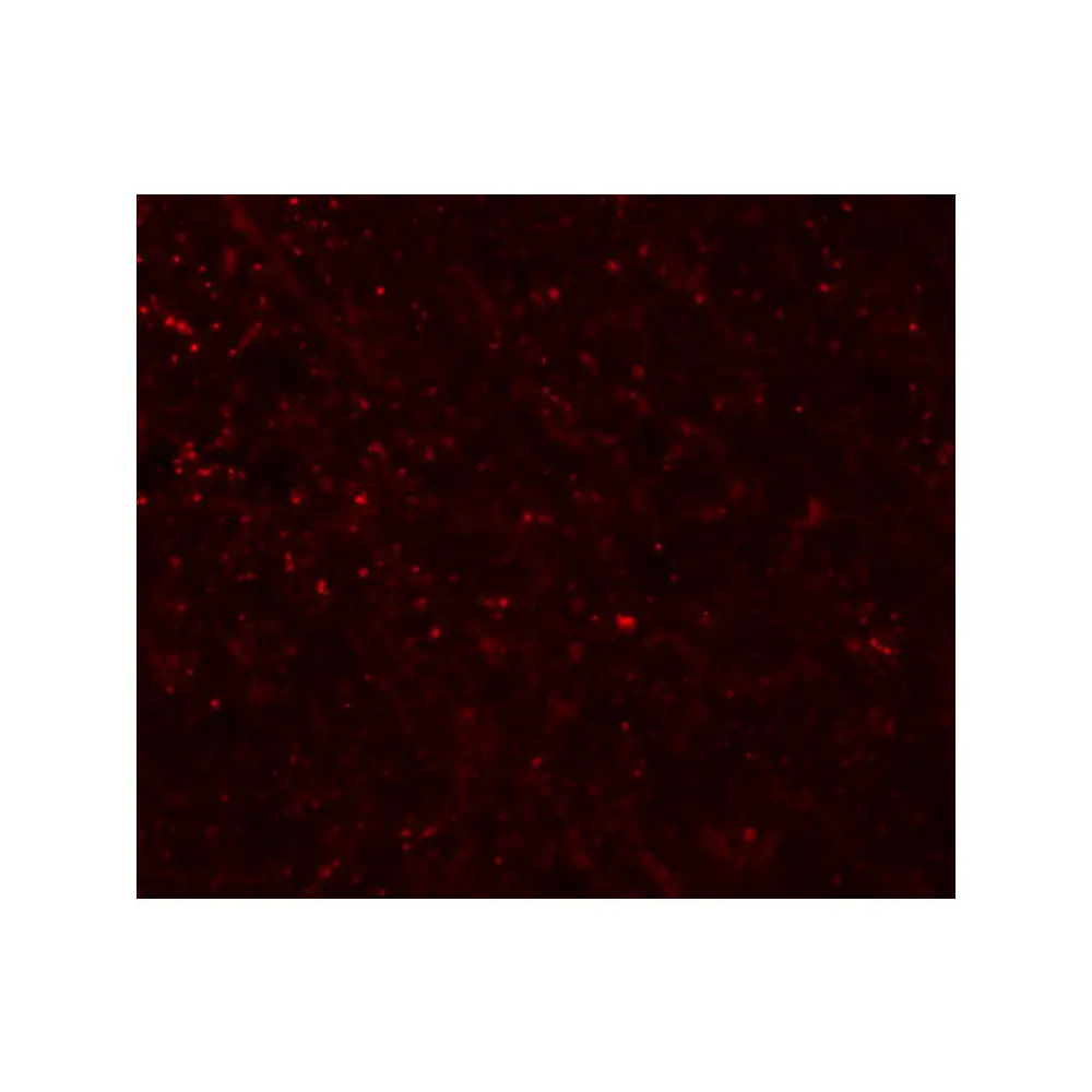 ProSci 5457 FRMPD3 Antibody, ProSci, 0.1 mg/Unit Tertiary Image