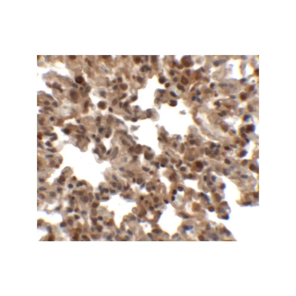 ProSci 6465 FXYD7 Antibody, ProSci, 0.1 mg/Unit Secondary Image