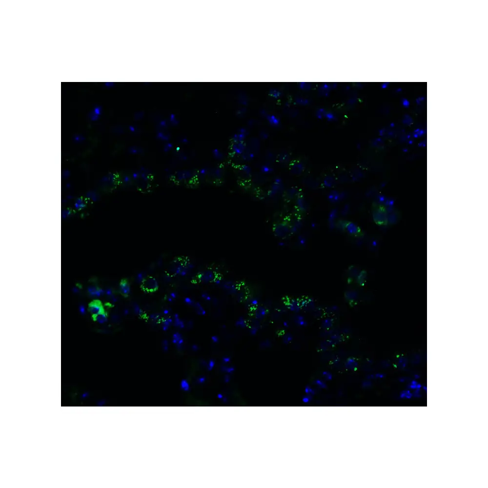 ProSci 9551_S FZD6 (IN) Antibody, ProSci, 0.02 mg/Unit Tertiary Image