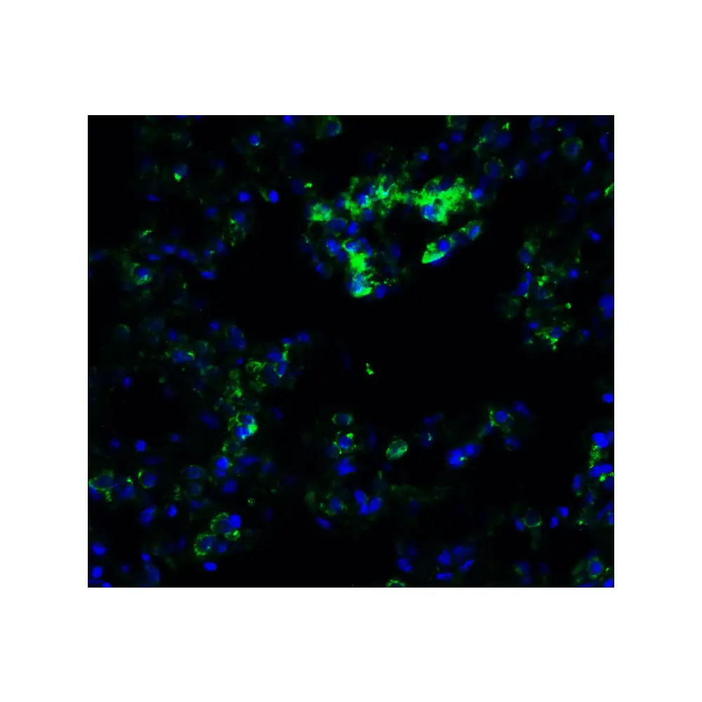 ProSci 9551_S FZD6 (IN) Antibody, ProSci, 0.02 mg/Unit Quaternary Image