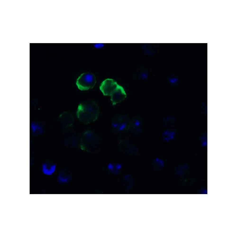 ProSci 9551_S FZD6 (IN) Antibody, ProSci, 0.02 mg/Unit Secondary Image