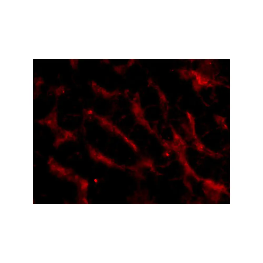 ProSci 3951 Fn14 Antibody, ProSci, 0.1 mg/Unit Tertiary Image