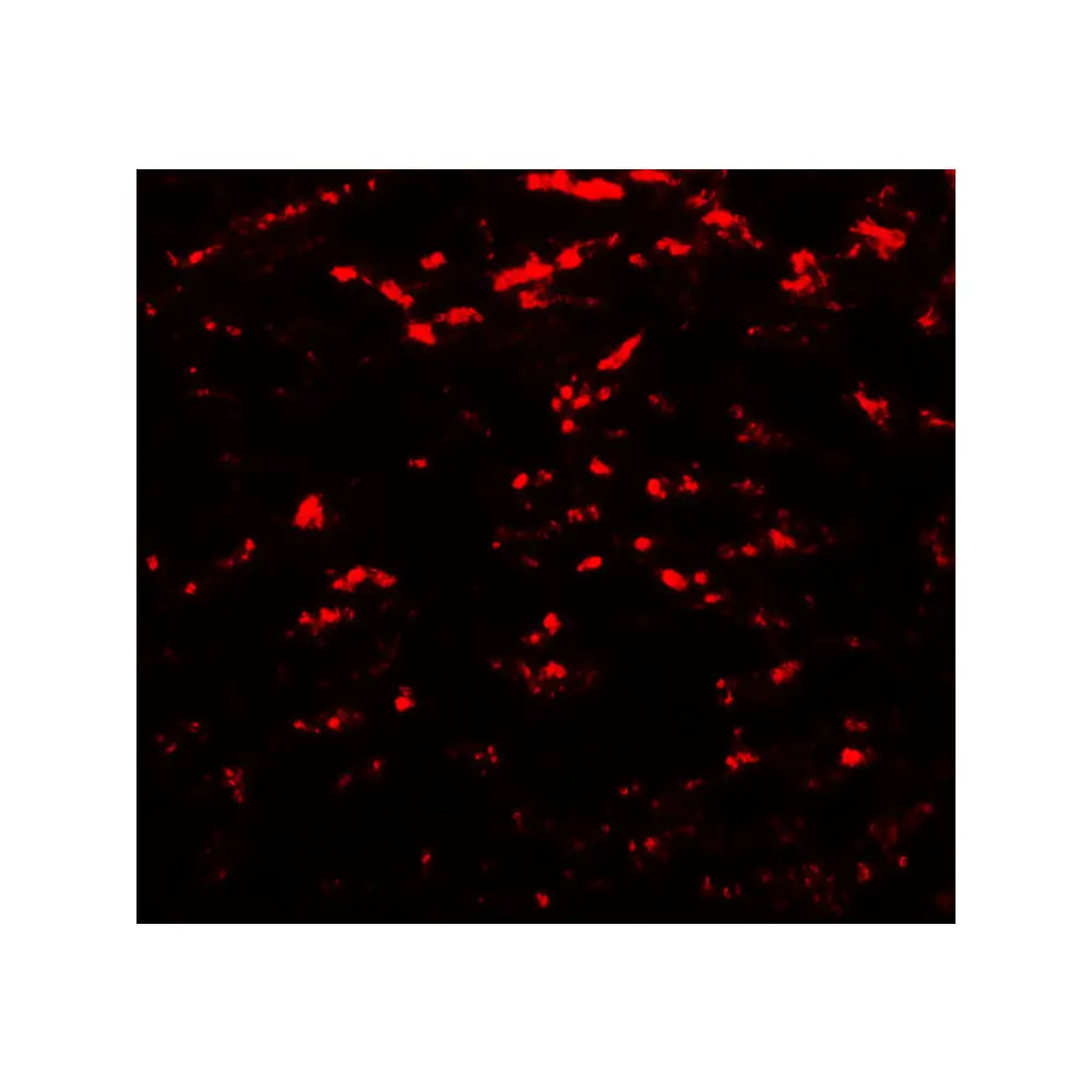 ProSci 7895_S GABARAPL2 Antibody, ProSci, 0.02 mg/Unit Tertiary Image