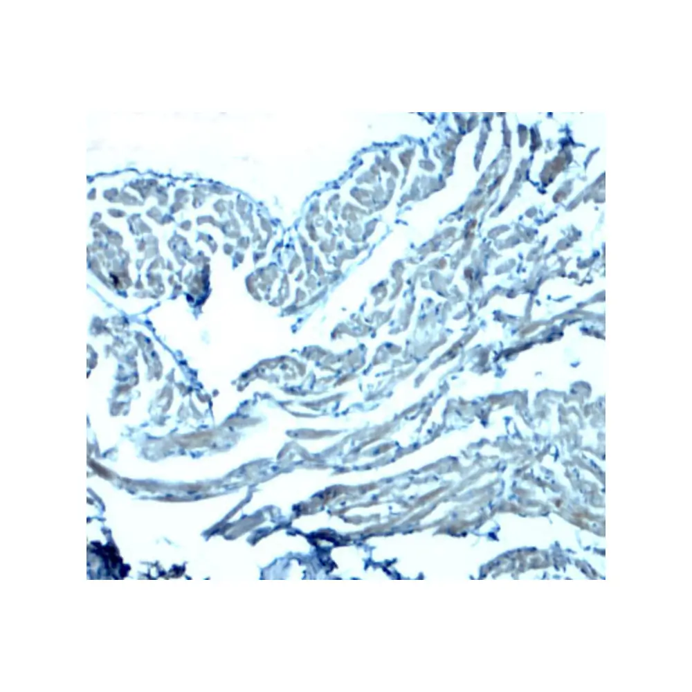 ProSci 8365_S GAS6 Antibody, ProSci, 0.02 mg/Unit Secondary Image