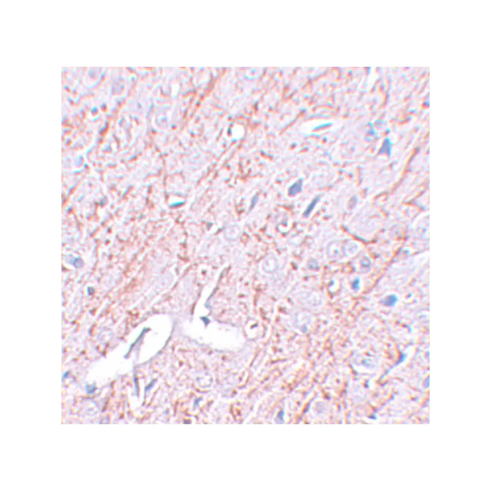 ProSci 5599 GATA3 Antibody, ProSci, 0.1 mg/Unit Secondary Image