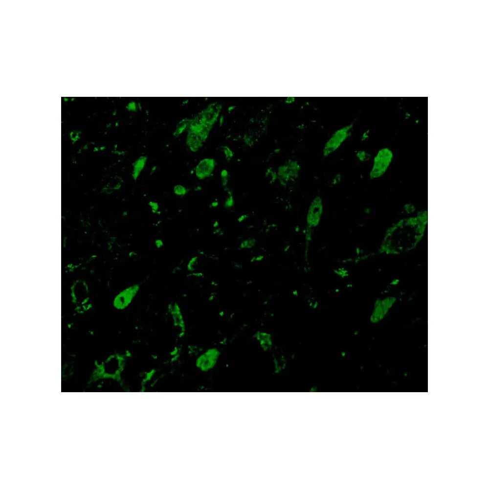ProSci 3495 GBL Antibody, ProSci, 0.1 mg/Unit Tertiary Image