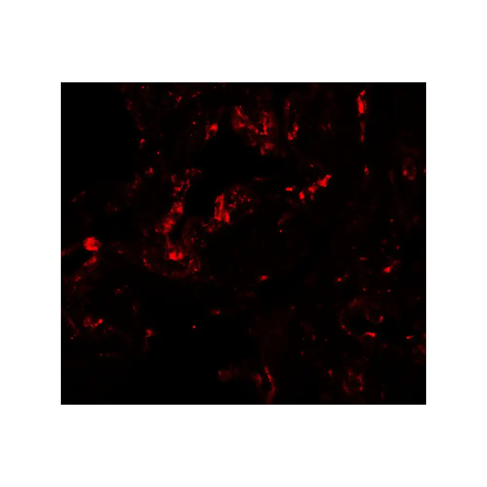 ProSci 7093 GDF1 Antibody, ProSci, 0.1 mg/Unit Secondary Image