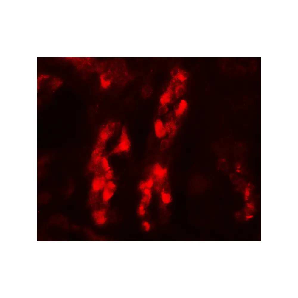 ProSci 7739 GDPD5 Antibody, ProSci, 0.1 mg/Unit Tertiary Image