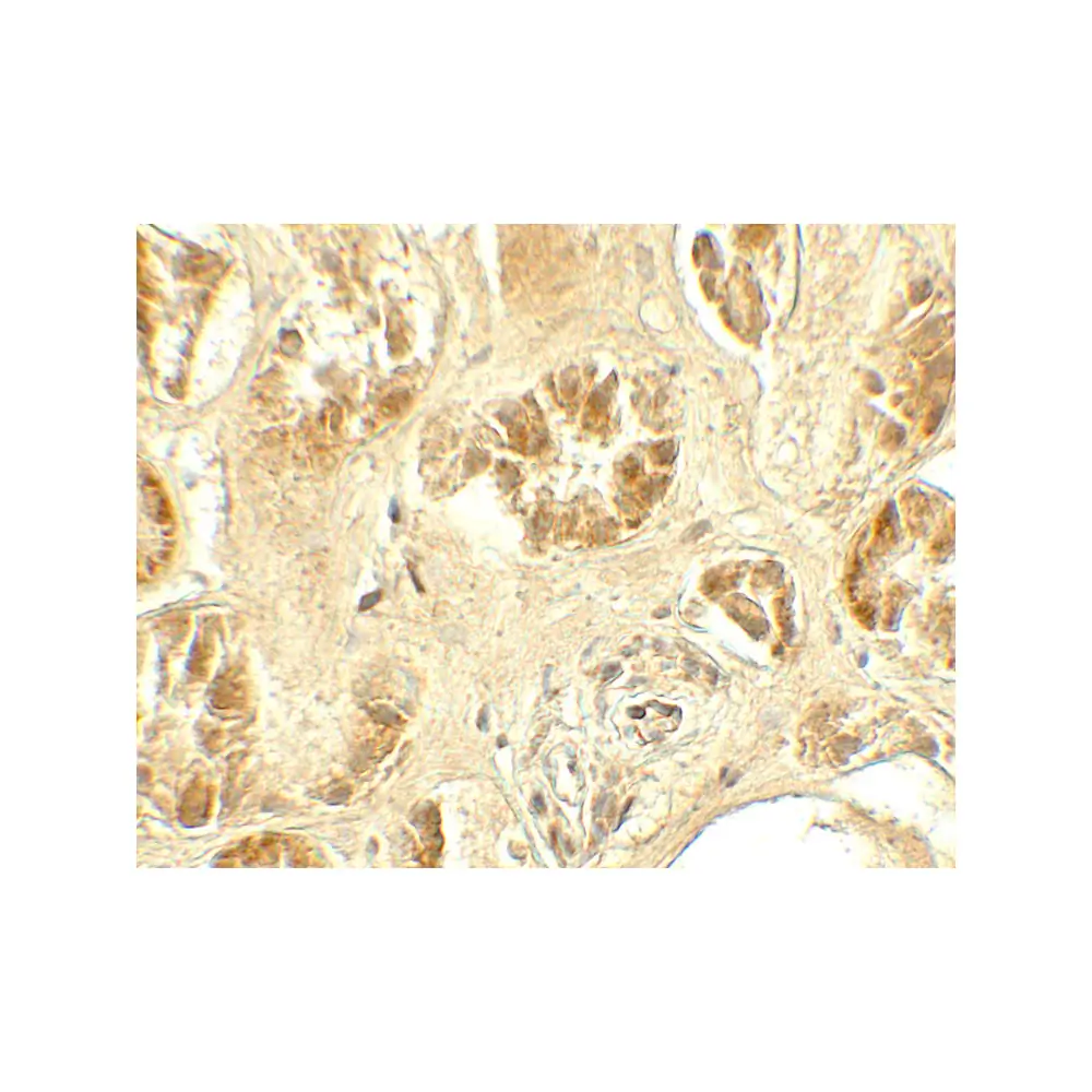 ProSci 7739_S GDPD5 Antibody, ProSci, 0.02 mg/Unit Secondary Image