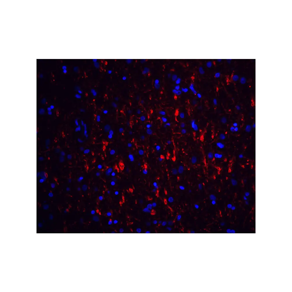 ProSci 1133 GFR alpha 1 Antibody, ProSci, 0.1 mg/Unit Tertiary Image