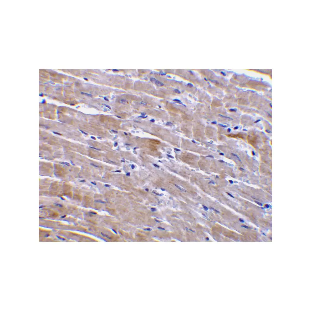 ProSci 1137 GFR alpha 3 Antibody, ProSci, 0.1 mg/Unit Secondary Image