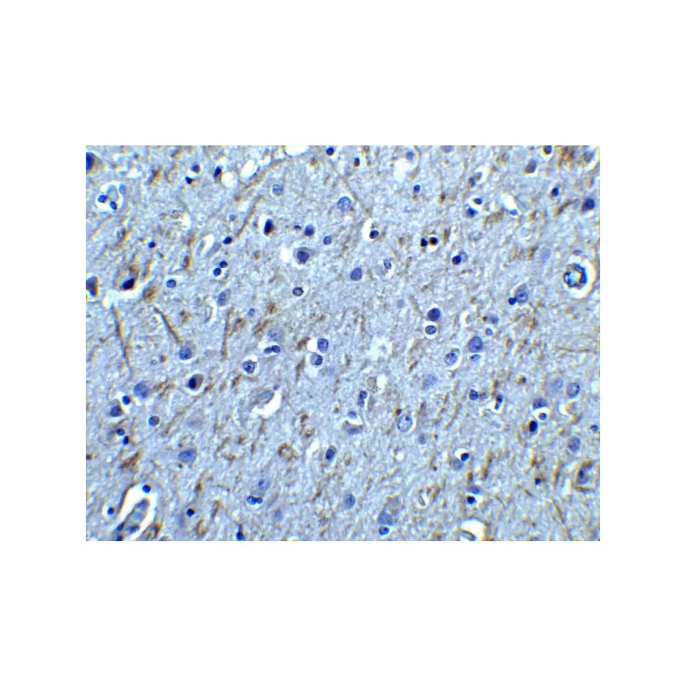 ProSci 1133 GFR alpha 1 Antibody, ProSci, 0.1 mg/Unit Secondary Image