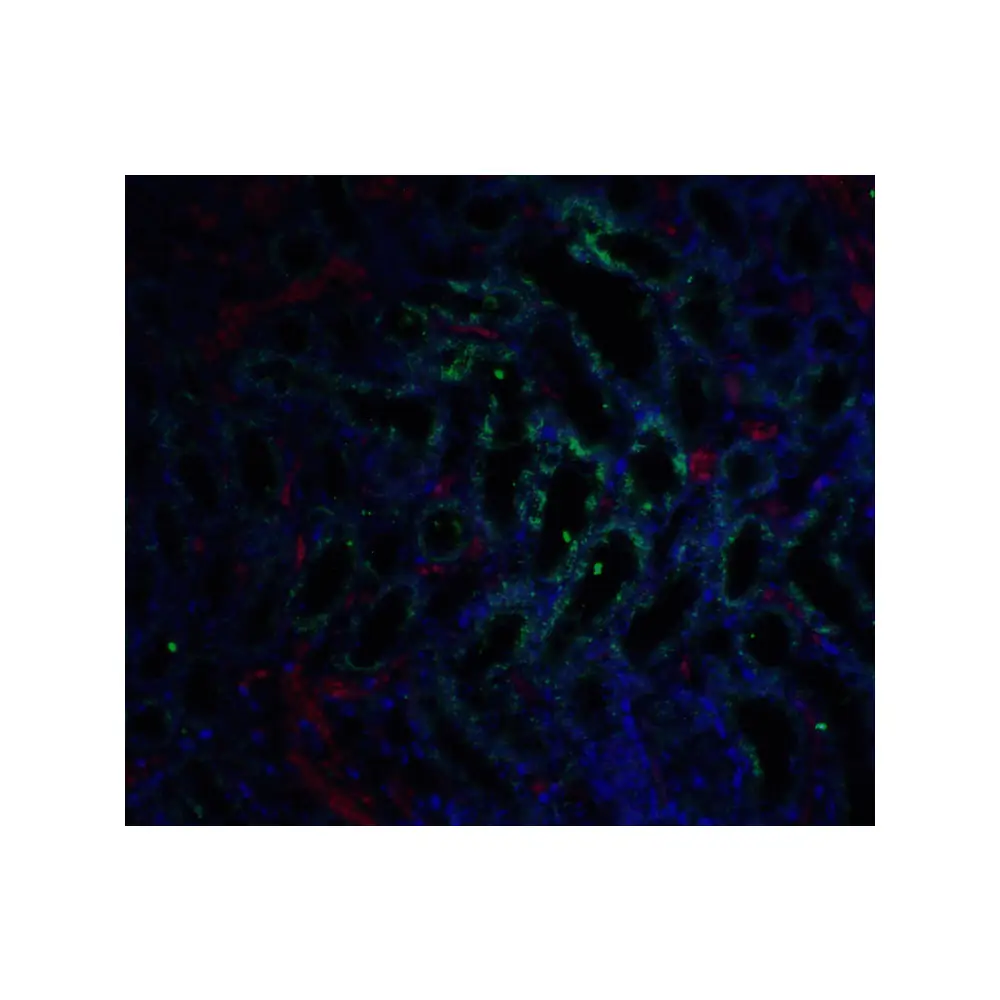 ProSci 1137_S GFR alpha 3 Antibody, ProSci, 0.02 mg/Unit Tertiary Image