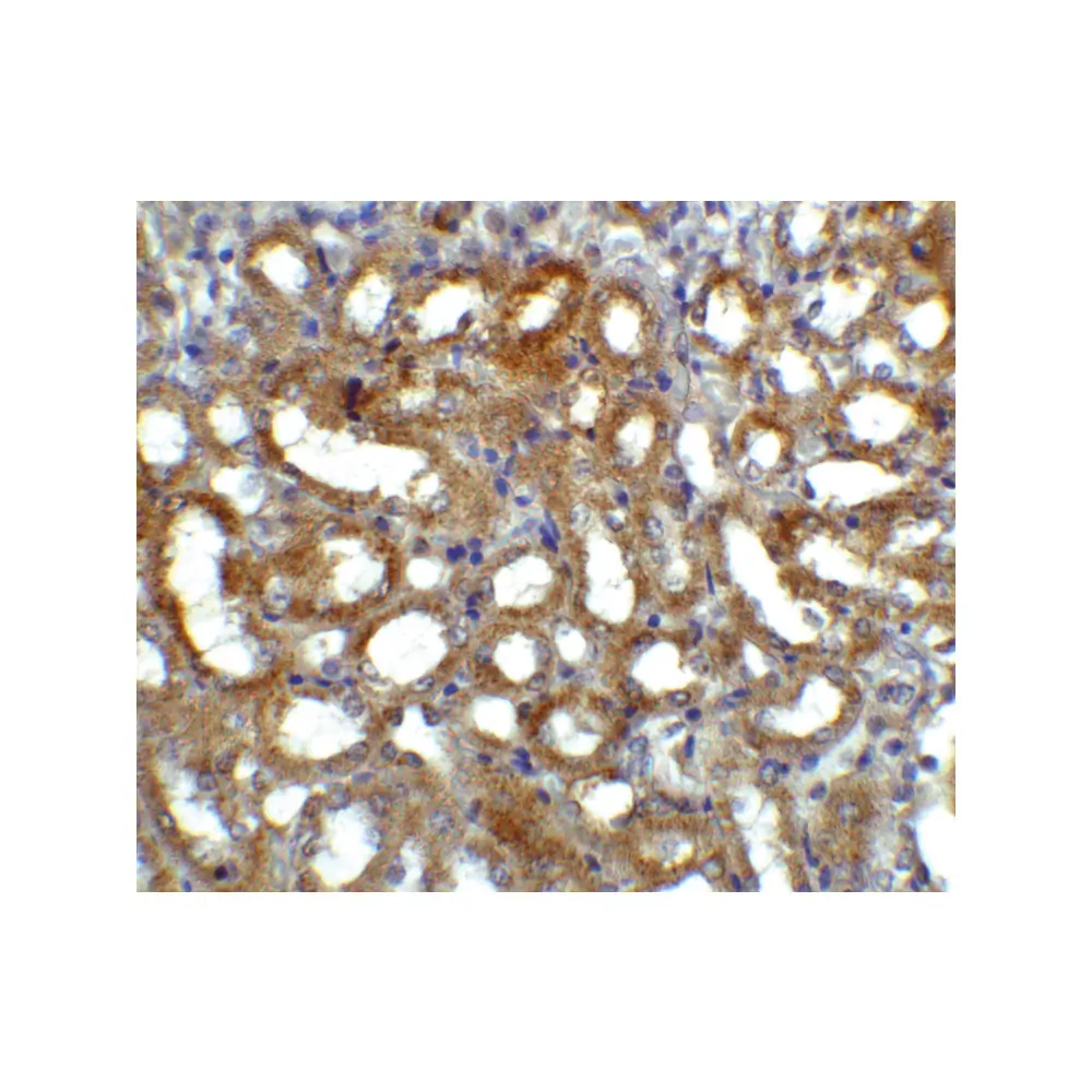 ProSci 1137 GFR alpha 3 Antibody, ProSci, 0.1 mg/Unit Quaternary Image