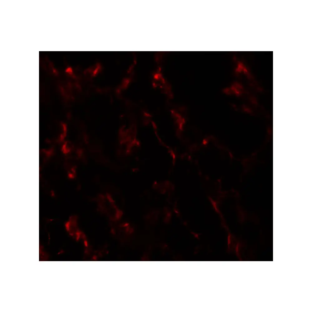 ProSci 7061 GHDC Antibody, ProSci, 0.1 mg/Unit Secondary Image