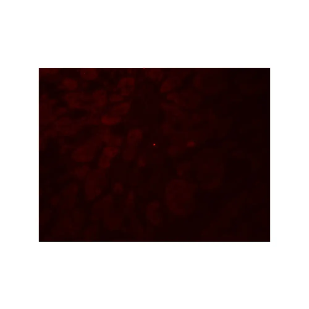 ProSci 7639_S GLIPR1L2 Antibody, ProSci, 0.02 mg/Unit Tertiary Image