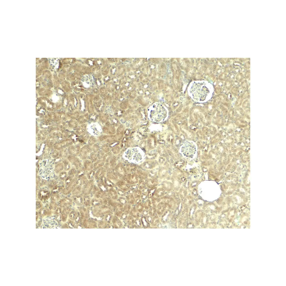 ProSci 8091_S GLIS2 Antibody, ProSci, 0.02 mg/Unit Secondary Image