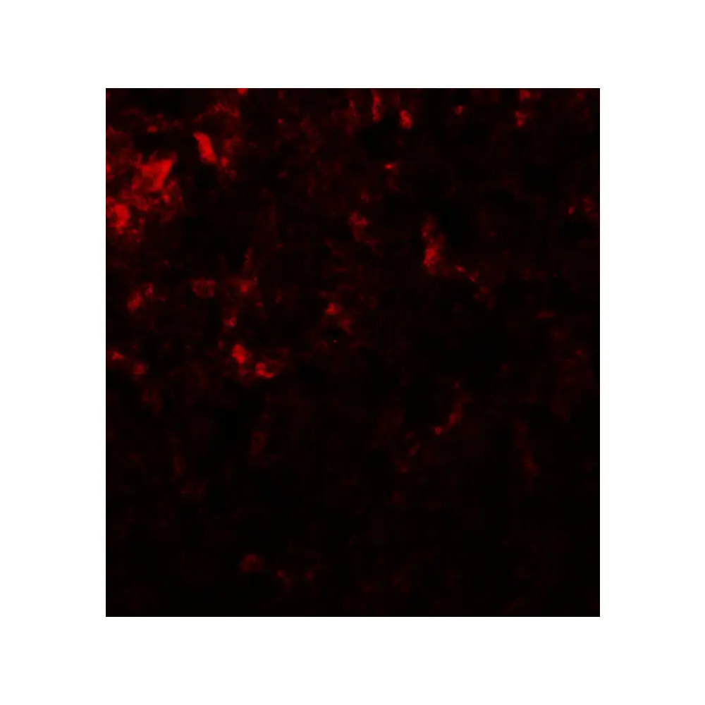 ProSci 6217_S GLS2 Antibody, ProSci, 0.02 mg/Unit Tertiary Image