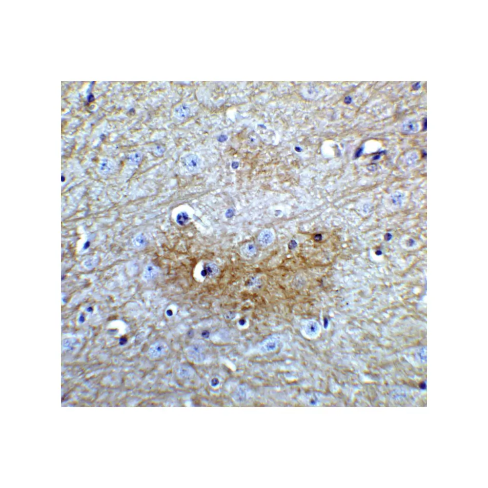 ProSci 6217 GLS2 Antibody, ProSci, 0.1 mg/Unit Quaternary Image