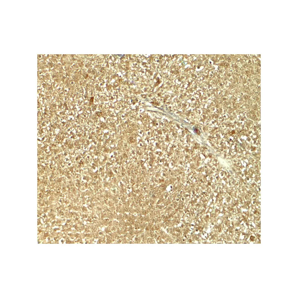ProSci 6217 GLS2 Antibody, ProSci, 0.1 mg/Unit Secondary Image