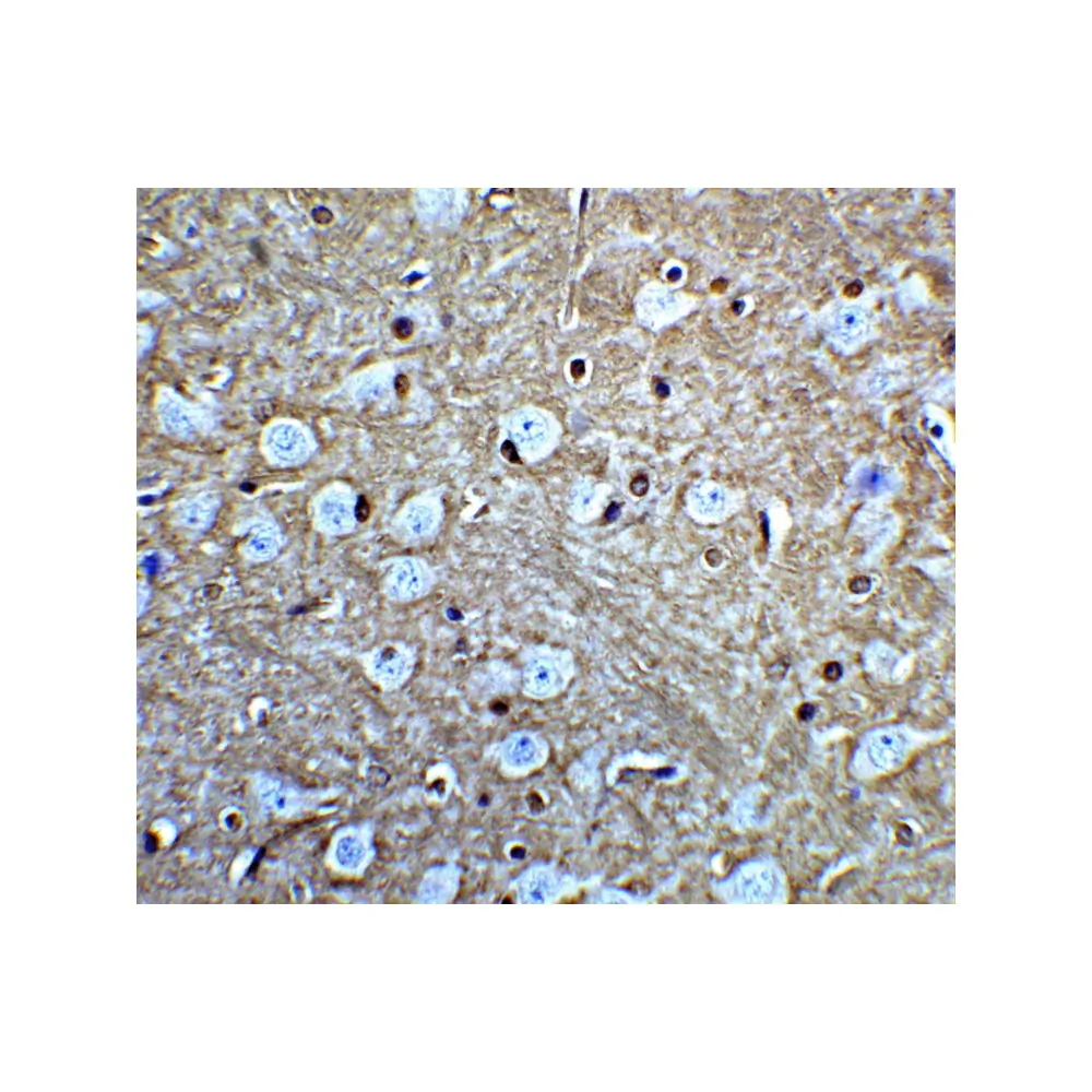 ProSci PM-7209 GLUL Monoclonal Antibody, ProSci, 0.1 mg/Unit Secondary Image