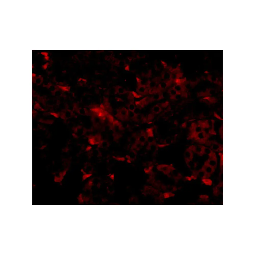 ProSci 5061_S GNPDA2 Antibody, ProSci, 0.02 mg/Unit Tertiary Image