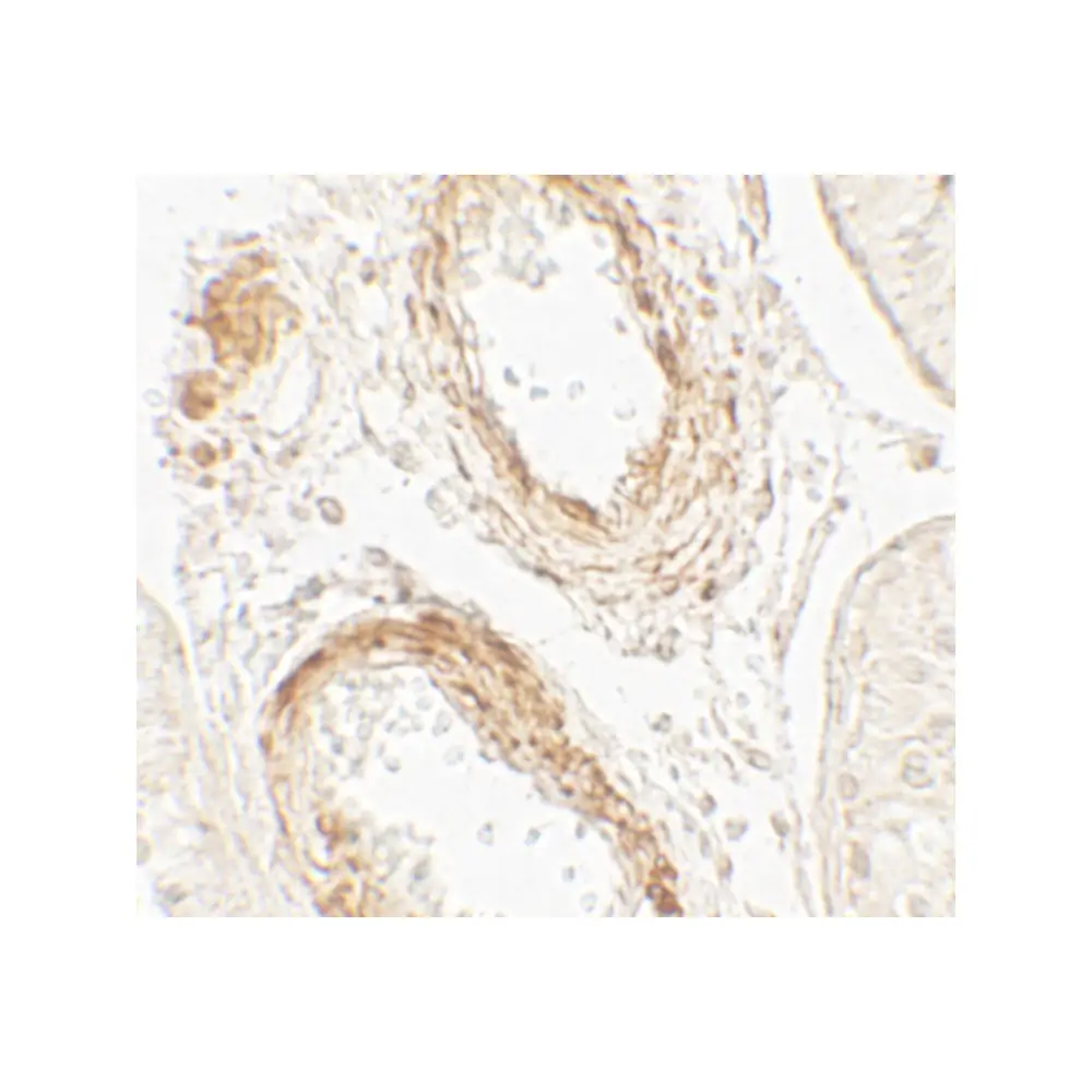 ProSci 7387_S GOLGA5 Antibody, ProSci, 0.02 mg/Unit Secondary Image