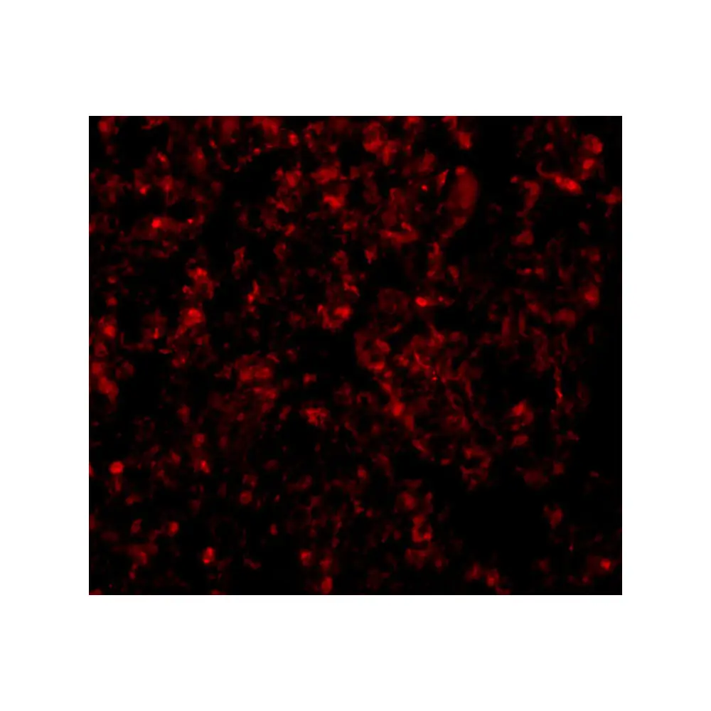 ProSci 5443 GOLPH3 Antibody, ProSci, 0.1 mg/Unit Secondary Image