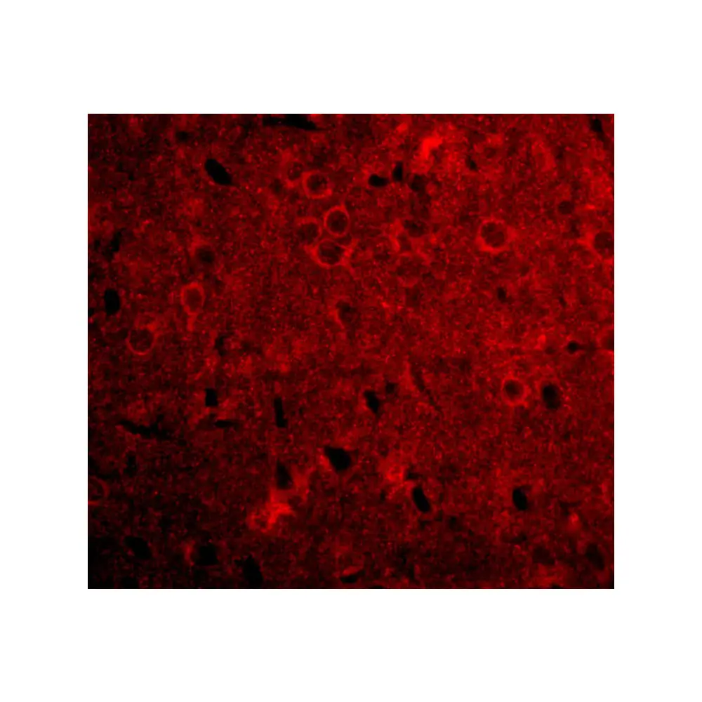 ProSci 4613 GPAT1 Antibody, ProSci, 0.1 mg/Unit Tertiary Image
