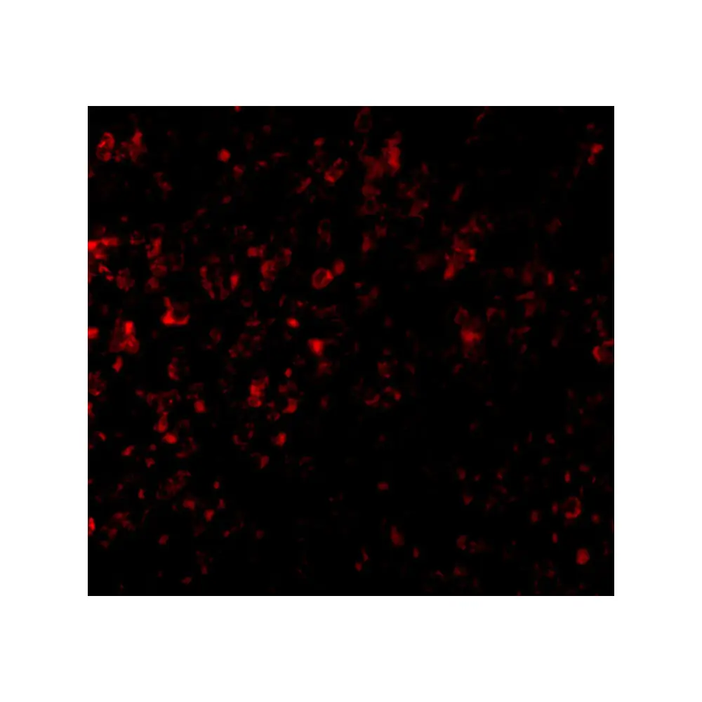 ProSci 5175 GPR3 Antibody, ProSci, 0.1 mg/Unit Tertiary Image
