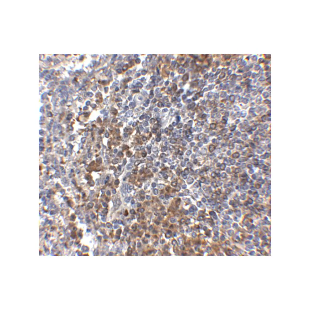 ProSci 5175 GPR3 Antibody, ProSci, 0.1 mg/Unit Secondary Image