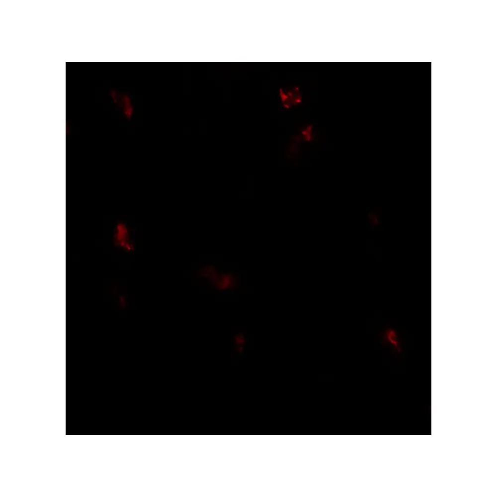 ProSci 7987_S GPRASP1 Antibody, ProSci, 0.02 mg/Unit Tertiary Image