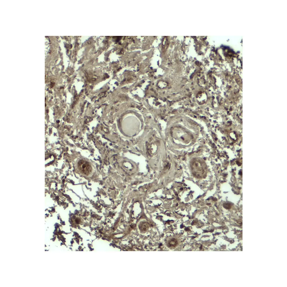 ProSci 7987_S GPRASP1 Antibody, ProSci, 0.02 mg/Unit Secondary Image