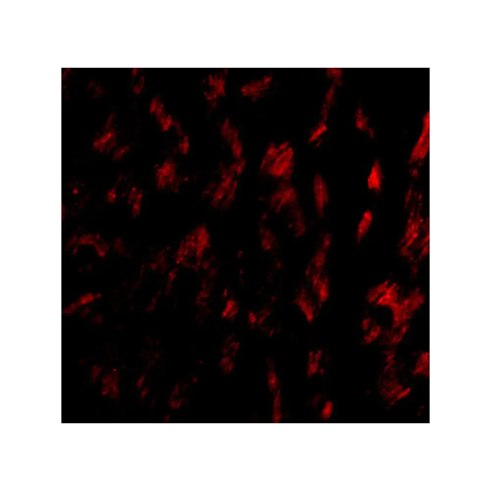 ProSci 4769 GPVI Antibody, ProSci, 0.1 mg/Unit Tertiary Image