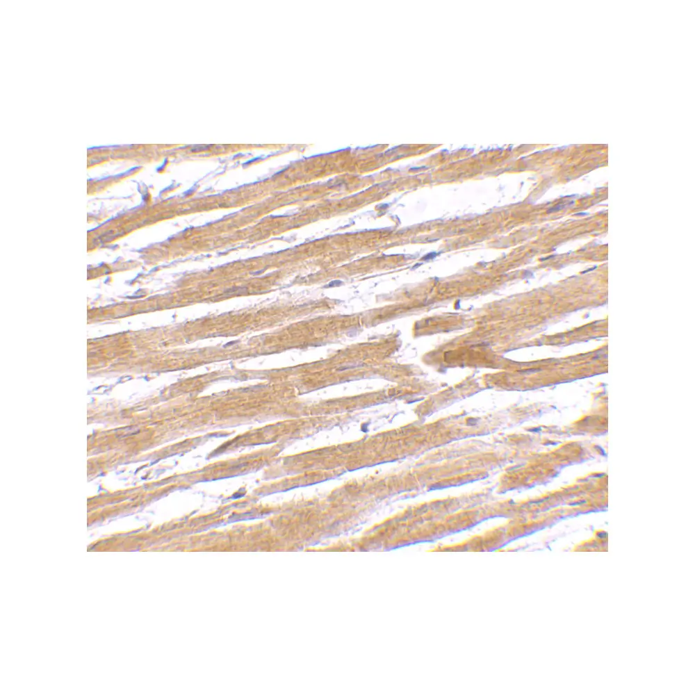 ProSci 4769 GPVI Antibody, ProSci, 0.1 mg/Unit Secondary Image