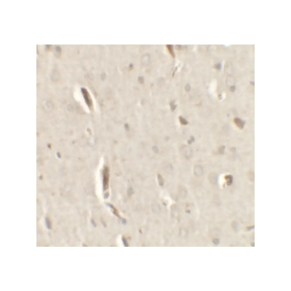 ProSci 7229_S GRIP1 Antibody, ProSci, 0.02 mg/Unit Secondary Image