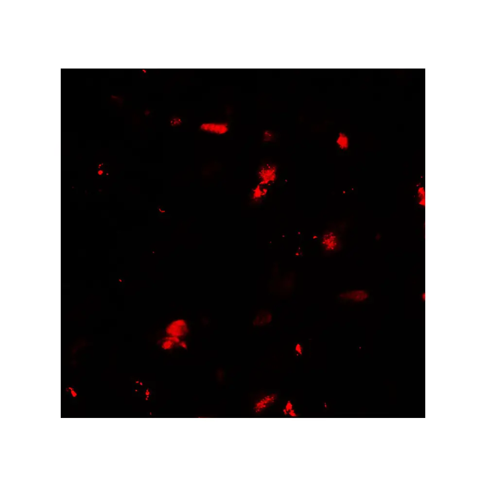 ProSci 7641 GRK6 Antibody, ProSci, 0.1 mg/Unit Tertiary Image