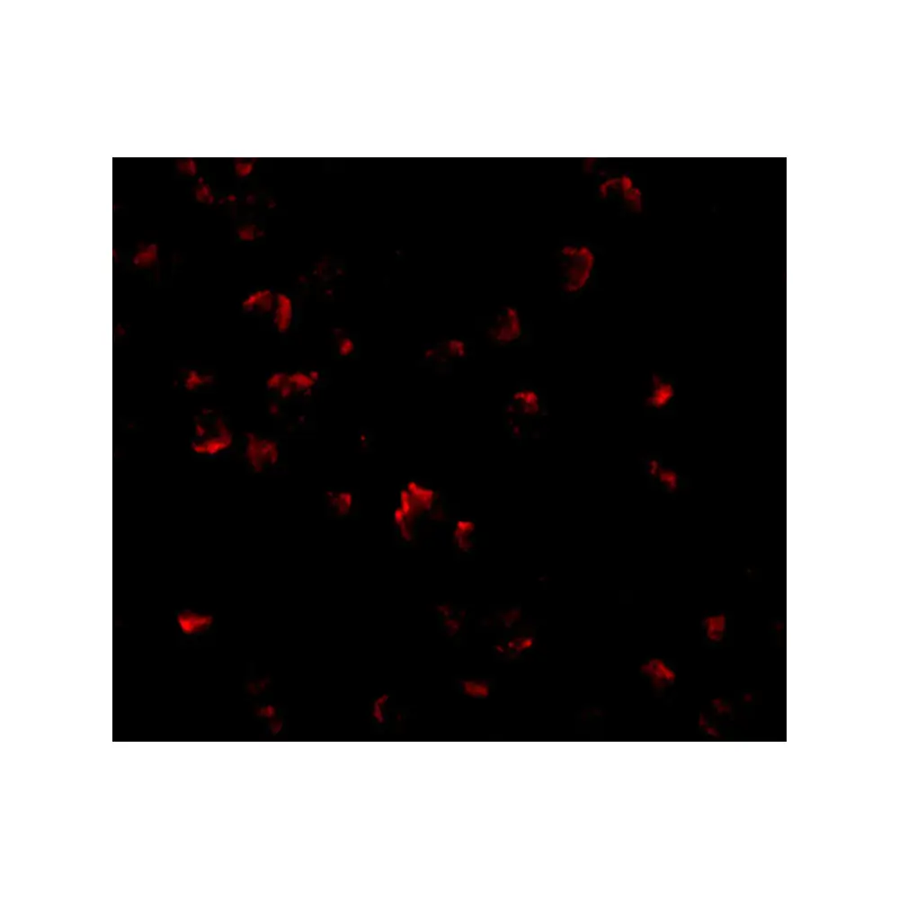 ProSci 4589_S GRTP1 Antibody, ProSci, 0.02 mg/Unit Tertiary Image